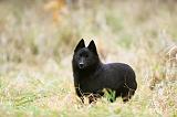 SCHIPPERKE 851